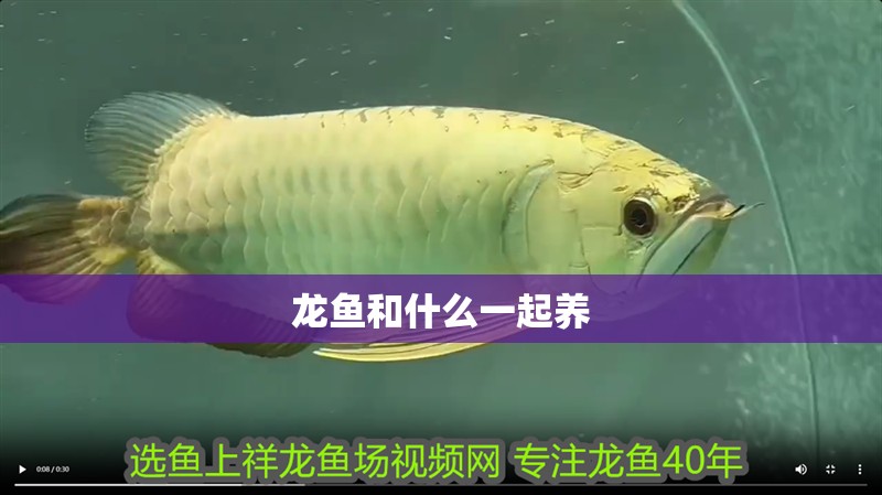 龍魚和什么一起養(yǎng)