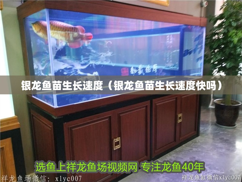 銀龍魚苗生長(zhǎng)速度（銀龍魚苗生長(zhǎng)速度快嗎）