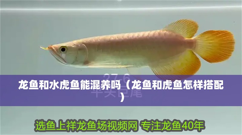 龍魚和水虎魚能混養(yǎng)嗎（龍魚和虎魚怎樣搭配）