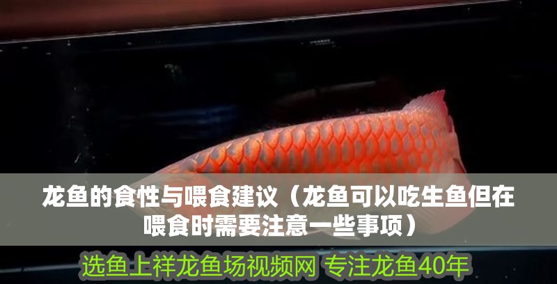 龍魚的食性與喂食建議（龍魚可以吃生魚但在喂食時需要注意一些事項）