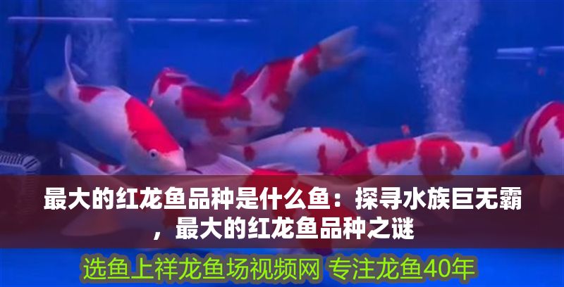 最大的紅龍魚品種是什么魚：探尋水族巨無霸，最大的紅龍魚品種之謎