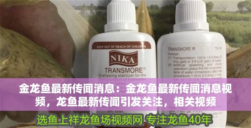 金龍魚最新傳聞消息：金龍魚最新傳聞消息視頻，龍魚最新傳聞引發(fā)關(guān)注，相關(guān)視頻
