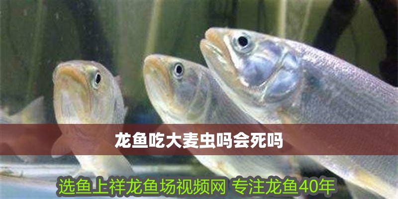 龍魚吃大麥蟲嗎會死嗎