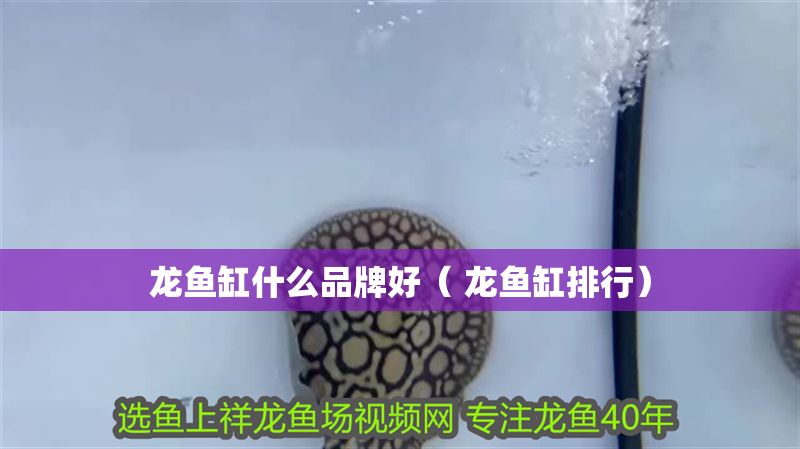 龍魚缸什么品牌好（ 龍魚缸排行）