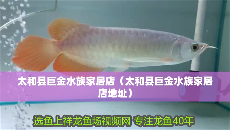 太和縣巨金水族家居店（太和縣巨金水族家居店地址）