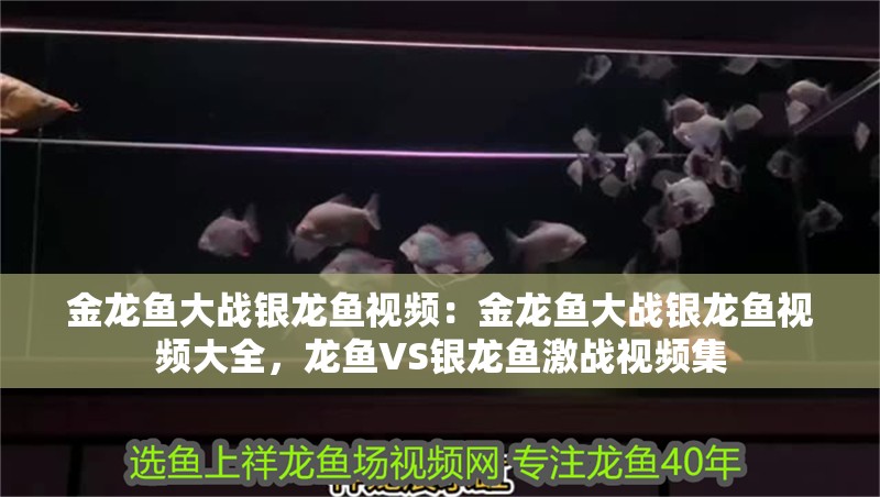 金龍魚大戰銀龍魚視頻：金龍魚大戰銀龍魚視頻大全，龍魚VS銀龍魚激戰視頻集