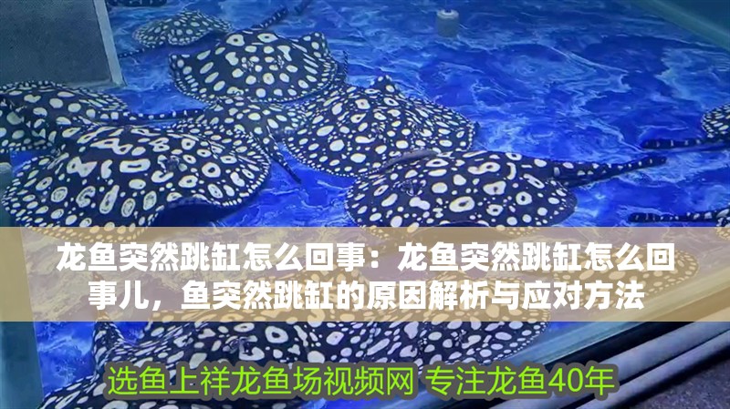 龍魚突然跳缸怎么回事：龍魚突然跳缸怎么回事兒，魚突然跳缸的原因解析與應(yīng)對方法