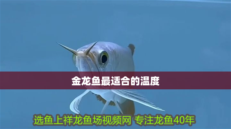 金龍魚(yú)最適合的溫度