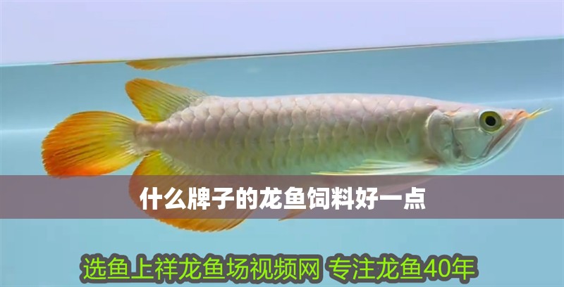 什么牌子的龍魚飼料好一點