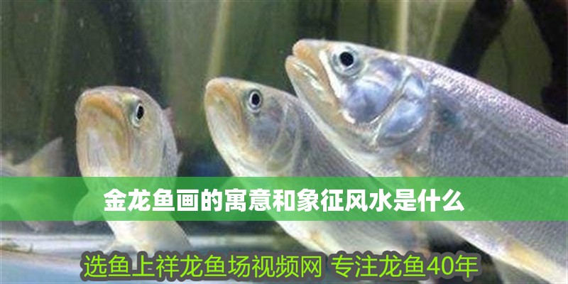 金龍魚畫的寓意和象征風水是什么