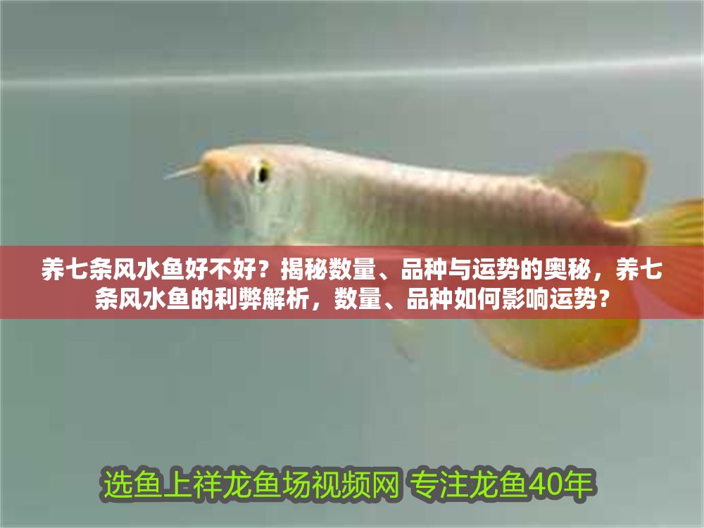 養(yǎng)七條風(fēng)水魚好不好？揭秘數(shù)量、品種與運(yùn)勢的奧秘，養(yǎng)七條風(fēng)水魚的利弊解析，數(shù)量、品種如何影響運(yùn)勢？