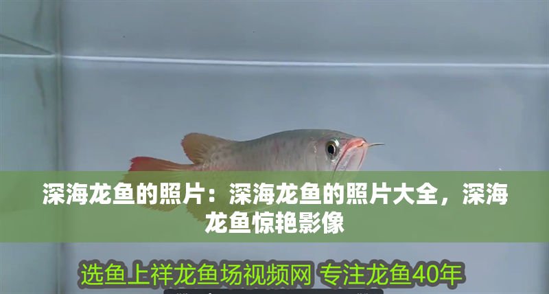 深海龍魚的照片：深海龍魚的照片大全，深海龍魚驚艷影像