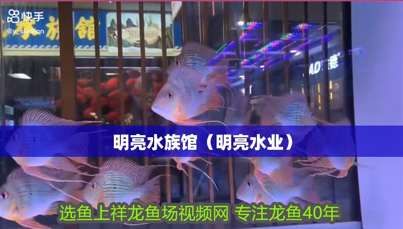 明亮水族館（明亮水業）
