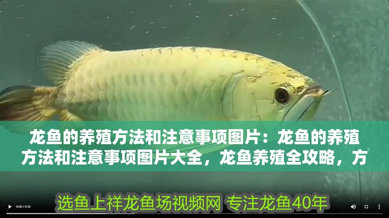 龍魚的養(yǎng)殖方法和注意事項(xiàng)圖片：龍魚的養(yǎng)殖方法和注意事項(xiàng)圖片大全，龍魚養(yǎng)殖全攻略，方法與注意事項(xiàng)