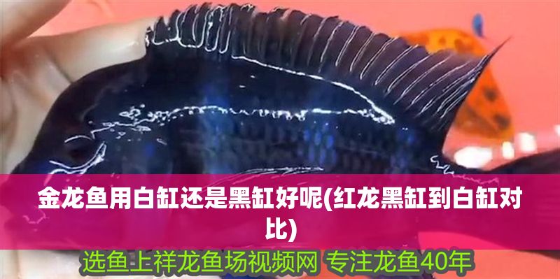 金龍魚用白缸還是黑缸好呢(紅龍黑缸到白缸對比)