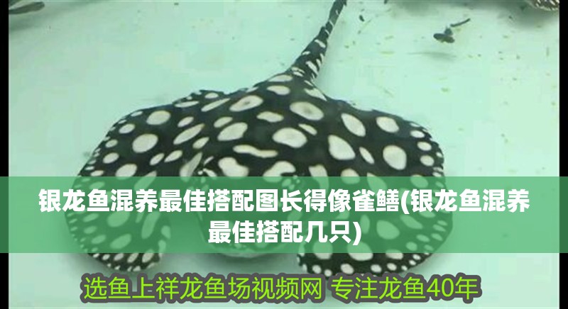 銀龍魚混養最佳搭配圖長得像雀鱔(銀龍魚混養最佳搭配幾只)