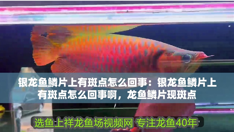 銀龍魚鱗片上有斑點怎么回事：銀龍魚鱗片上有斑點怎么回事啊，龍魚鱗片現斑點