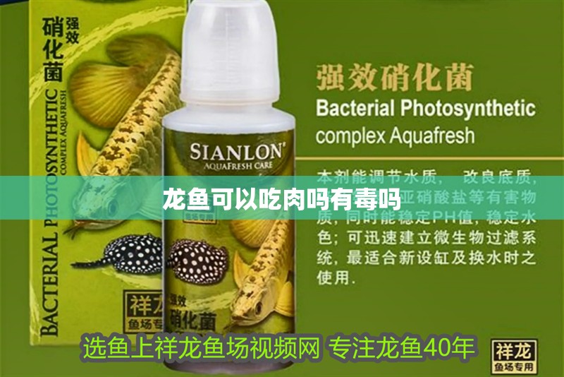 龍魚(yú)可以吃肉嗎有毒嗎
