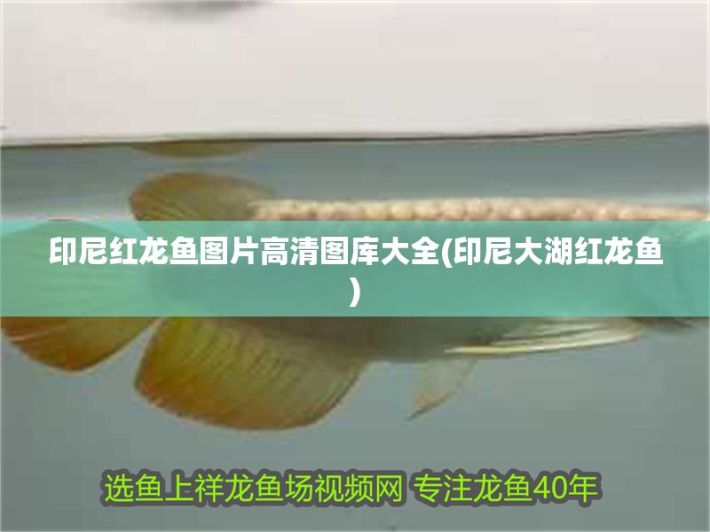 印尼紅龍魚圖片高清圖庫大全(印尼大湖紅龍魚)