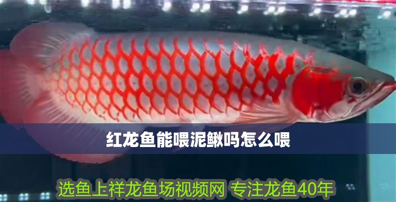 紅龍魚能喂泥鰍嗎怎么喂