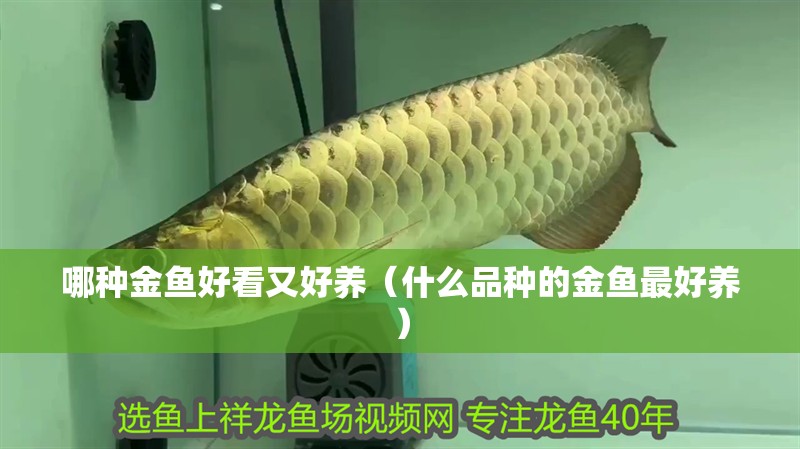 哪種金魚好看又好養(yǎng)（什么品種的金魚最好養(yǎng)）