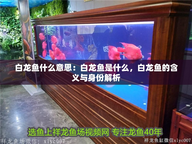 白龍魚什么意思：白龍魚是什么，白龍魚的含義與身份解析