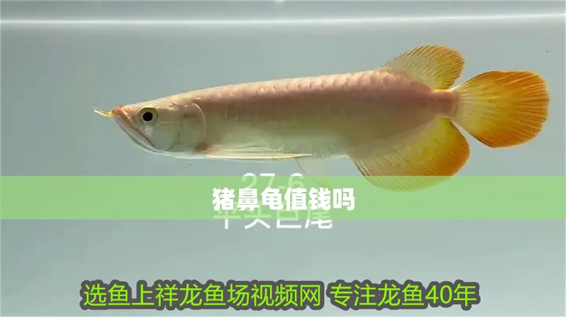 豬鼻龜值錢嗎