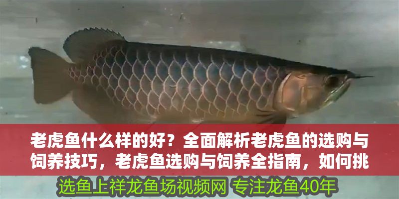 老虎魚什么樣的好？全面解析老虎魚的選購與飼養技巧，老虎魚選購與飼養全指南，如何挑選優質老虎魚及科學養護技巧