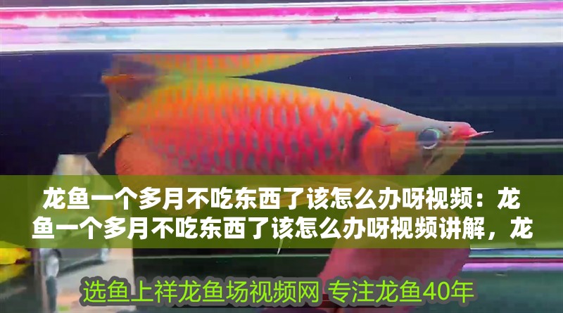 龍魚一個多月不吃東西了該怎么辦呀視頻：龍魚一個多月不吃東西了該怎么辦呀視頻講解，龍魚拒食超一月？視頻詳解應對妙招！