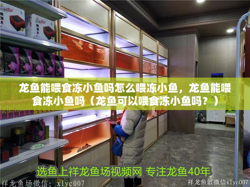 龍魚能喂食凍小魚嗎怎么喂凍小魚，龍魚能喂食凍小魚嗎（龍魚可以喂食凍小魚嗎？）
