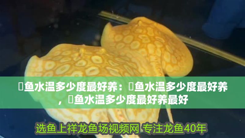 魟魚水溫多少度最好養(yǎng)：魟魚水溫多少度最好養(yǎng)，魟魚水溫多少度最好養(yǎng)最好
