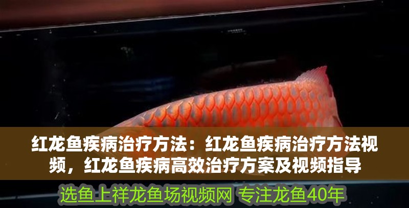 紅龍魚疾病治療方法：紅龍魚疾病治療方法視頻，紅龍魚疾病高效治療方案及視頻指導(dǎo)