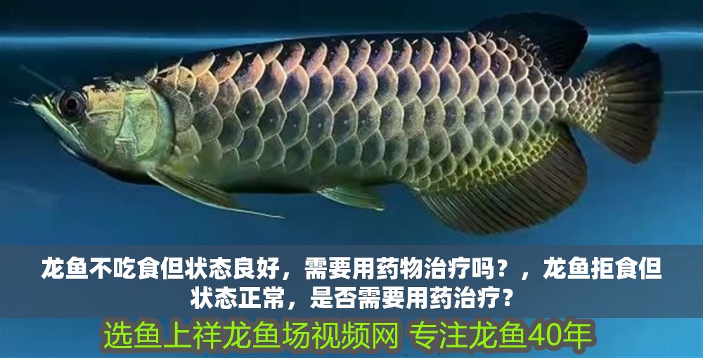 龍魚不吃食但狀態良好，需要用藥物治療嗎？，龍魚拒食但狀態正常，是否需要用藥治療？