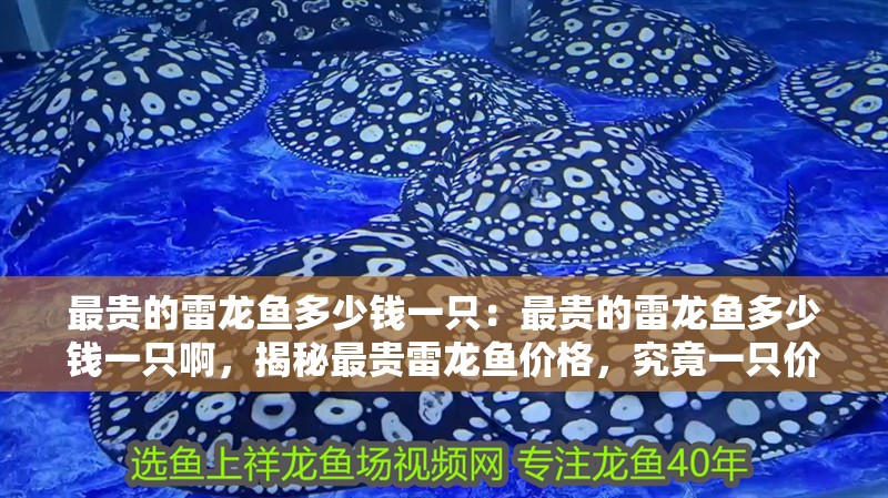 最貴的雷龍魚多少錢一只:最貴的雷龍魚多少錢一只啊,揭秘最貴雷龍魚價格,究竟一只價值幾何? 水族問答 最貴的雷龍魚多少錢一只:最貴的雷龍魚多少錢一只啊,揭秘最貴雷龍魚價格,究竟一只價值幾何? 最貴的雷龍魚多少錢一只:最貴的雷龍魚多少錢一只啊,揭秘最貴雷龍魚價格,究竟一只價值幾何? 水族問答