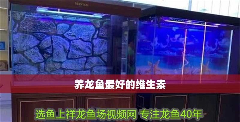 養(yǎng)龍魚最好的維生素