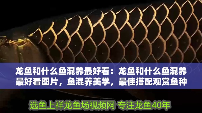 龍魚和什么魚混養最好看：龍魚和什么魚混養最好看圖片，魚混養美學，最佳搭配觀賞魚種推薦及美圖