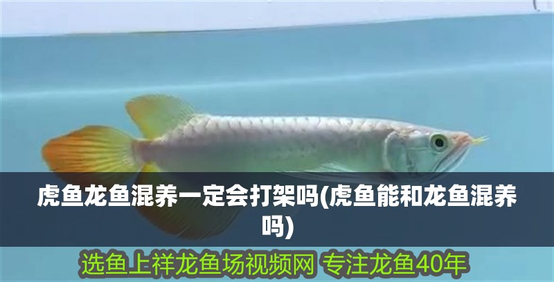 虎魚龍魚混養(yǎng)一定會打架嗎(虎魚能和龍魚混養(yǎng)嗎)