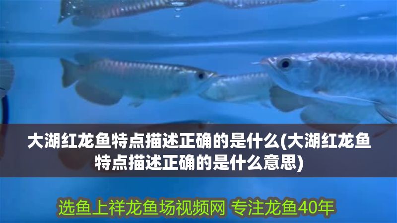 大湖紅龍魚特點描述正確的是什么(大湖紅龍魚特點描述正確的是什么意思)