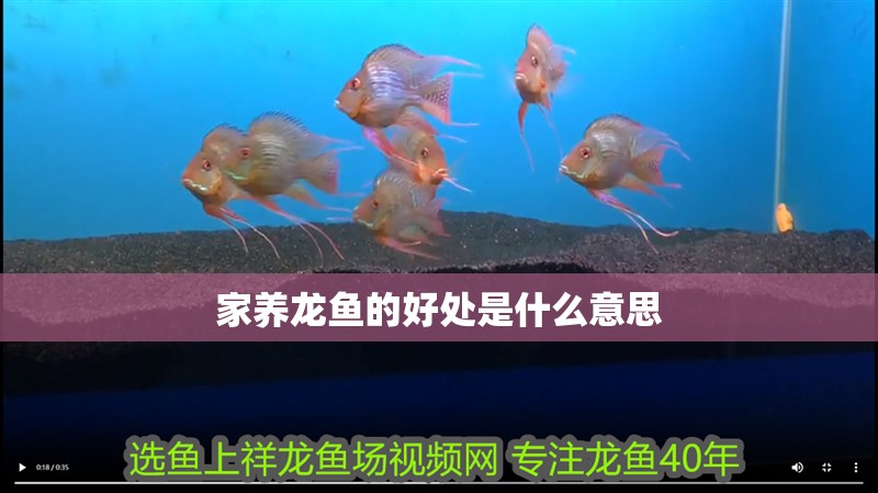家養(yǎng)龍魚的好處是什么意思