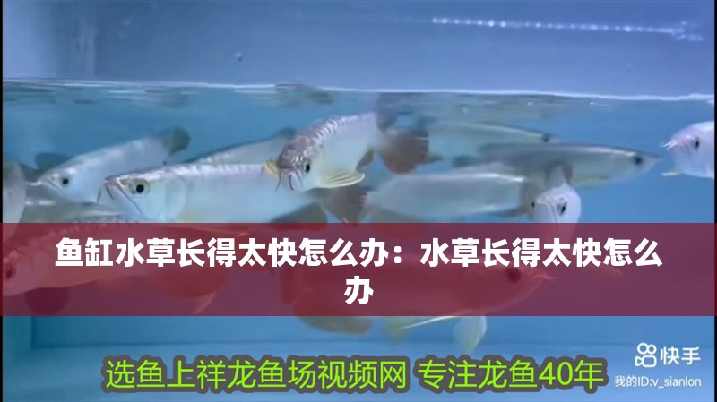 魚缸水草長得太快怎么辦：水草長得太快怎么辦