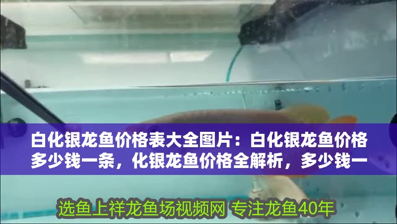 白化銀龍魚價格表大全圖片：白化銀龍魚價格多少錢一條，化銀龍魚價格全解析，多少錢一條及高清圖片大全