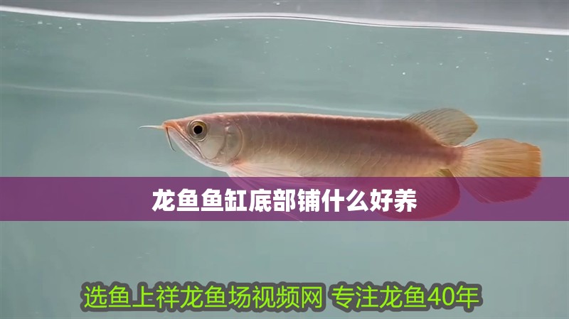 龍魚魚缸底部鋪什么好養(yǎng)