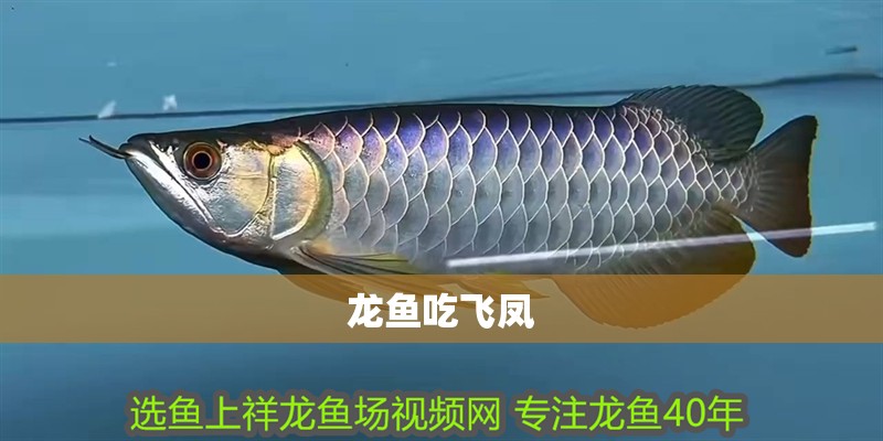 龍魚吃飛鳳