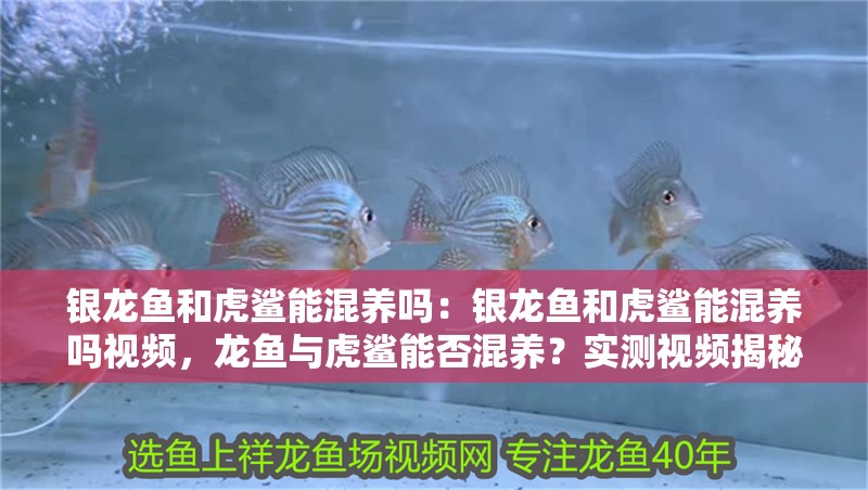 銀龍魚和虎鯊能混養嗎：銀龍魚和虎鯊能混養嗎視頻，龍魚與虎鯊能否混養？實測視頻揭秘！