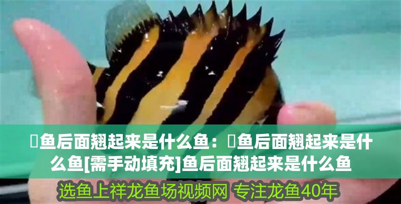 魟魚后面翹起來是什么魚：魟魚后面翹起來是什么魚[需手動填充]魚后面翹起來是什么魚