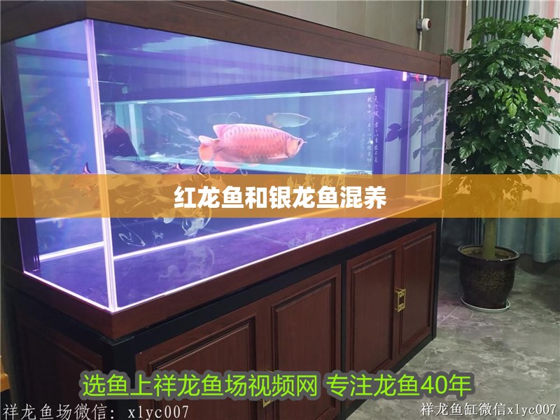 紅龍魚和銀龍魚混養(yǎng)