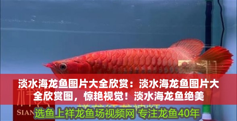 淡水海龍魚圖片大全欣賞：淡水海龍魚圖片大全欣賞圖，驚艷視覺！淡水海龍魚絕美