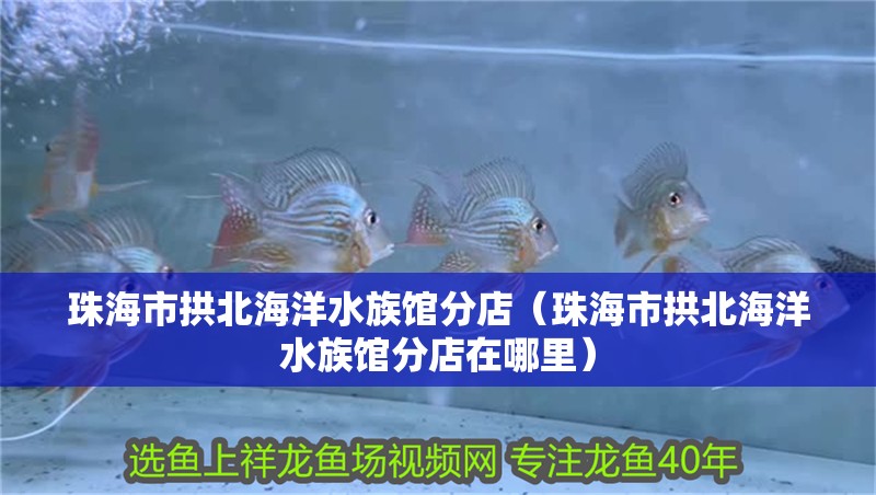 珠海市拱北海洋水族館分店(珠海市拱北海洋水族館分店在哪里) 全國水族館企業名錄 第2張 珠海市拱北海洋水族館分店(珠海市拱北海洋水族館分店在哪里) 珠海市拱北海洋水族館分店(珠海市拱北海洋水族館分店在哪里) 全國水族館企業名錄 第2張