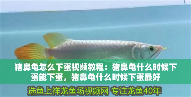 豬鼻龜怎么下蛋視頻教程：豬鼻龜什么時候下蛋能下蛋，豬鼻龜什么時候下蛋最好