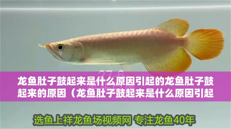 龍魚肚子鼓起來是什么原因引起的龍魚肚子鼓起來的原因（龍魚肚子鼓起來是什么原因引起的）